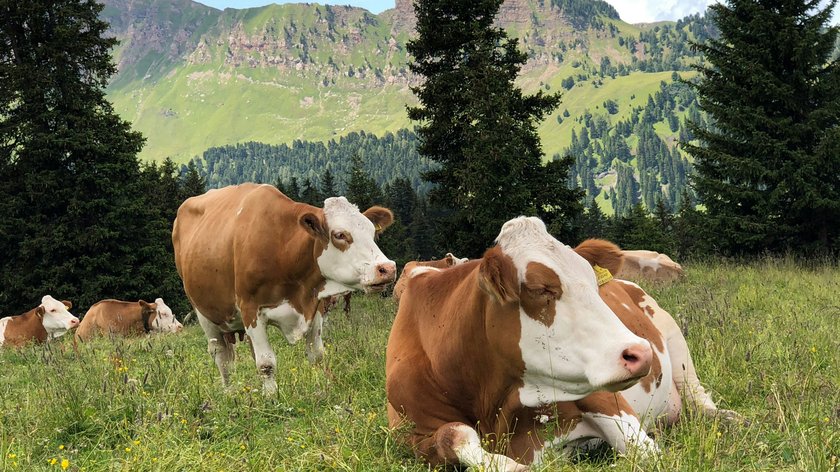 Eine alte Tradition im Wipptal Rinder ruhen auf grüner Almwiese vor bewaldeten Bergen unter blauem Himmel