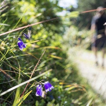 Gudruns Blog: alles über Sterzing, übers Wandern, über Tirol Blauer Glockenblumenstrauch am Wegrand mit Wanderer unscharf im Hintergrund