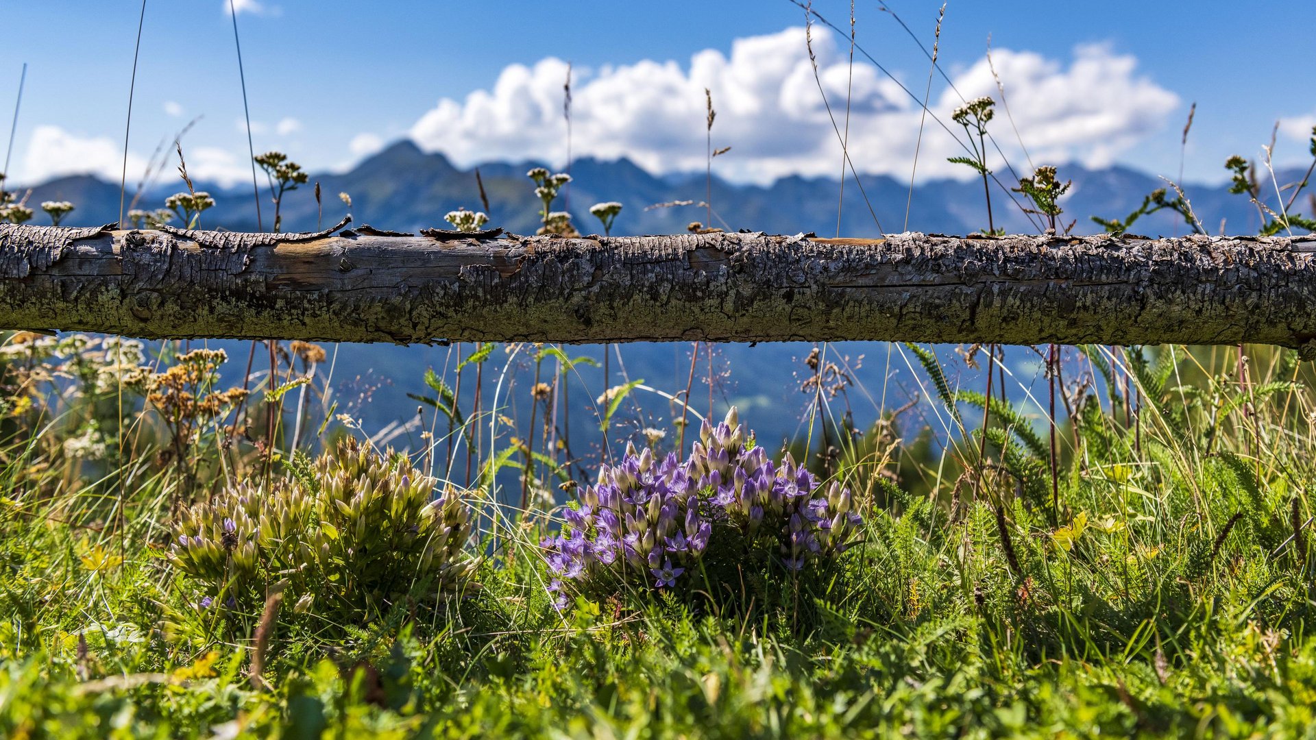Hotel nahe Pflerschtal: Lage und Anreise Blühende Alpenblumen vor Holzstange mit Bergen und blauem Himmel im Hintergrund