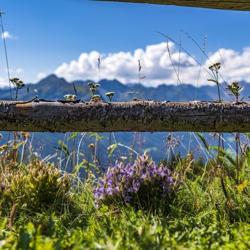 Gudruns Blog: alles über Sterzing, übers Wandern, über Tirol Blühende Alpenblumen vor Holzstange mit Bergen und blauem Himmel im Hintergrund