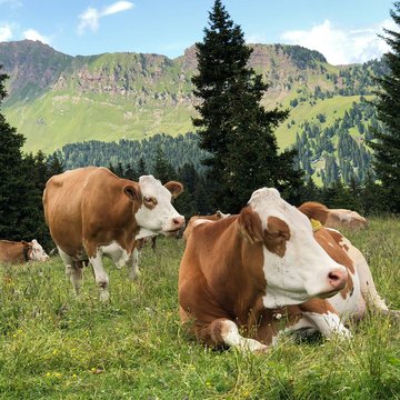 Gudrun in Gossensass: Hotel mit Herz Rinder ruhen auf grüner Almwiese vor bewaldeten Bergen unter blauem Himmel